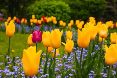 Bahçıvanlık. Yeşil bir bahçede açan sarı güzel laleler..