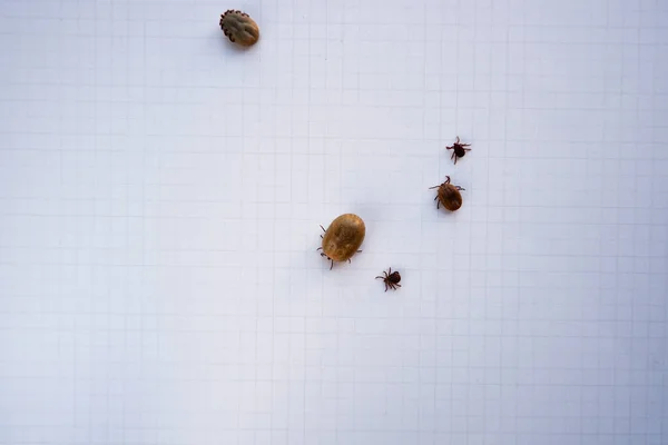 Acarus Parasites Mite Several Ticks Removed Dog Walking White Paper — Stock Photo, Image