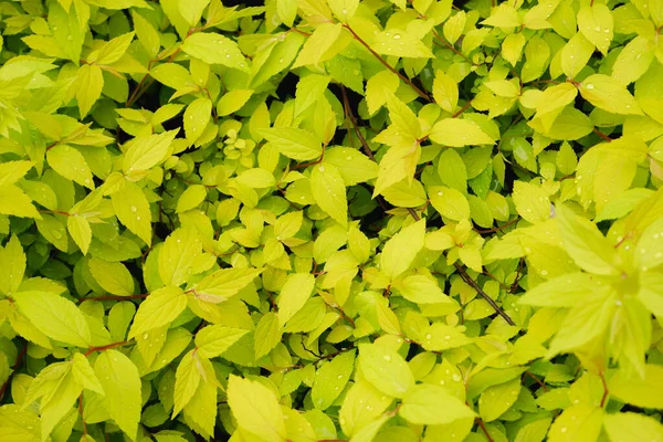 Foliage Achtergrond Helder Groene Verse Bladeren Met Waterdruppels Natuurlijke Achtergrond — Stockfoto