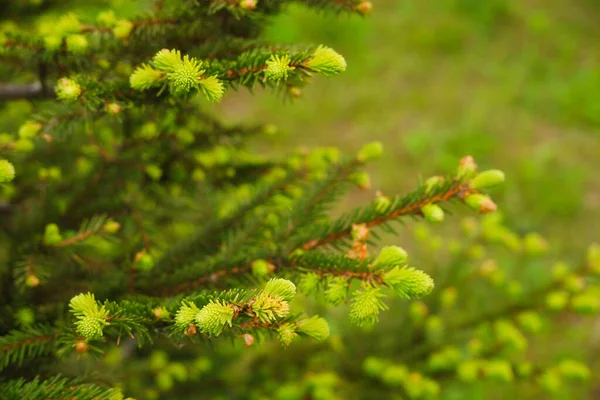 Paisagem Primavera Tons Verde Ramos Jovens Uma Árvore Conífera Agulhas — Fotografia de Stock