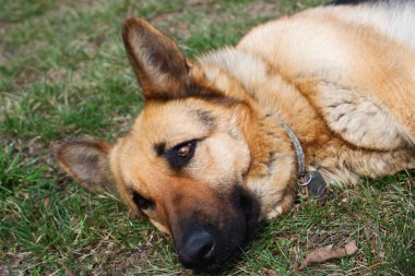 Alman çoban köpeği yerde yatıyor. Köpek bahar güneşinin tadını çıkarıyor. Yüksek Açı Görünümü