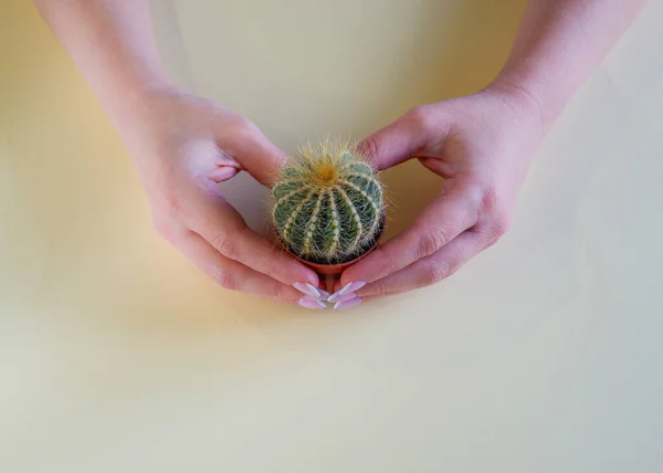 Las Manos Femeninas Sobre Fondo Amarillo Pastel Sostienen Pequeño Cactus — Foto de Stock