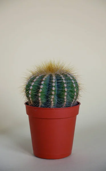Pequeño Cactus Verde Redondo Una Olla Primer Plano Decoración Vegetal — Foto de Stock