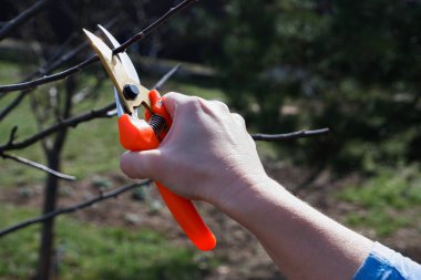 Baharda meyve ağacı budamak. Budama makası olan kadın eller bahçeyi budarlar. Ellere ve alete yakın çekim.