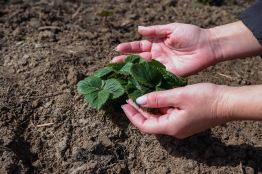 Dişi eller kışı geçirdikten sonra bir çilek çalısının yeşil yapraklarını yayarlar. Ellerinizi yakın plan yapın ve bitki yerleştirin. Bahçedeki çilek tarlasını tırmıklayan kadın