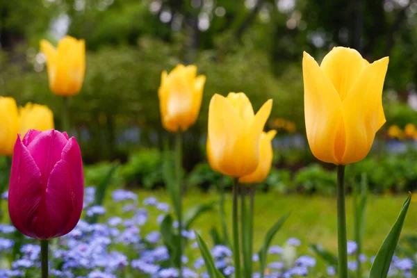 Gartenarbeit Gelbe Schöne Tulpen Blühen Einem Grünen Garten — Stockfoto