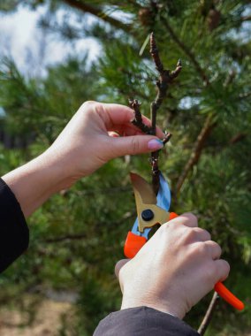 Baharda meyve ağacı budamak. Budama makası olan kadın eller bahçeyi budarlar. Ellere ve alete yakın çekim.