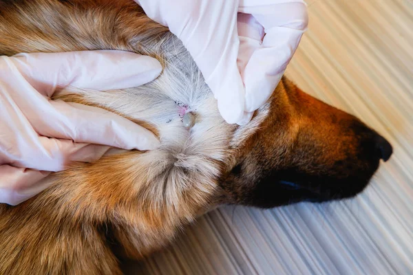 Akarus Parasit Schäferhund Wurde Von Einer Zecke Gebissen Beim Tierarzttermin — Stockfoto