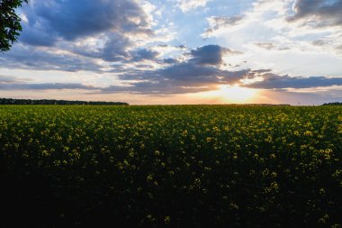 Çiçek açan bir ırz tohumunun arka planında güzel bir günbatımı