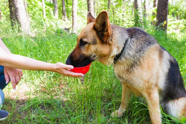 A female hand gives a drink to the dog. German Shepherd for a walk in the forest