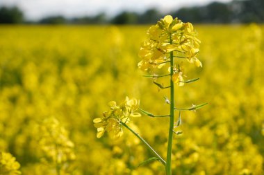 Sarı parlak kolza tohumu çiçeği yakından. Açan kolza tohumu tarlası. Kanola Colza Sarı Çiçekler. Kolza tohumu, Çayırlık Yağ tohumu