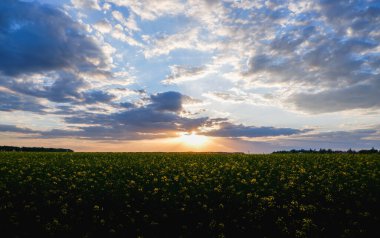 Çiçek açan bir ırz tohumunun arka planında güzel bir günbatımı
