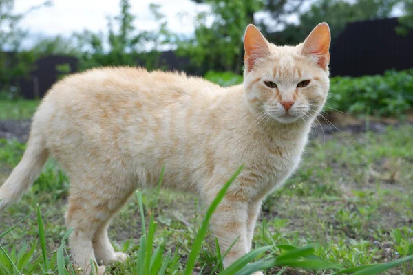 Імбирний Кіт Гуляє Розслабленим Дворі Траві — стокове фото