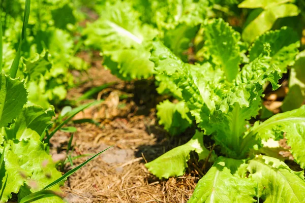 Feuilles Laitue Verte Poussant Dans Jardin Sous Les Rayons Soleil — Photo