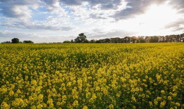 Çiçek açan bir ırz tohumunun arka planında güzel bir günbatımı