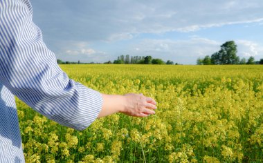 Kızın arka plan görüntüsü, çiçek açan bir ırz düşmanı tarlasının arka plan görüntüsü. Çiçek açmış kanola tohumu tarlasında mutlu genç bir kadın.