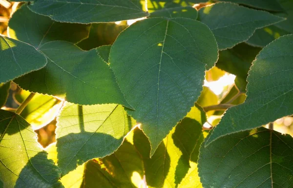 Pozadí Zeleného Listí Detailní Fotografie Zelených Listů Jarních Keřů — Stock fotografie