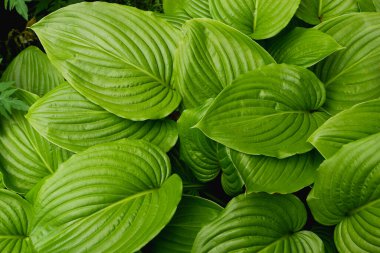 Yeşil yaprakların arka planı. Bahar çalılarının yeşil yapraklarının yakın plan fotoğrafı..