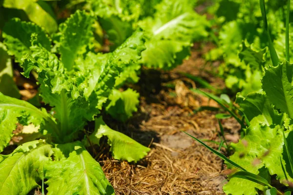 Feuilles Laitue Verte Poussant Dans Jardin Sous Les Rayons Soleil — Photo