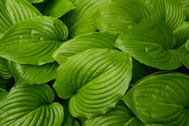 Yeşil yaprakların arka planı. Bahar çalılarının yeşil yapraklarının yakın plan fotoğrafı..