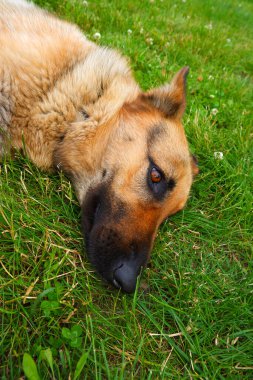 Alman çoban köpeği otların üzerinde dinleniyor. Köpek yazın çimlerin üzerinde rahatça uzanıyor..