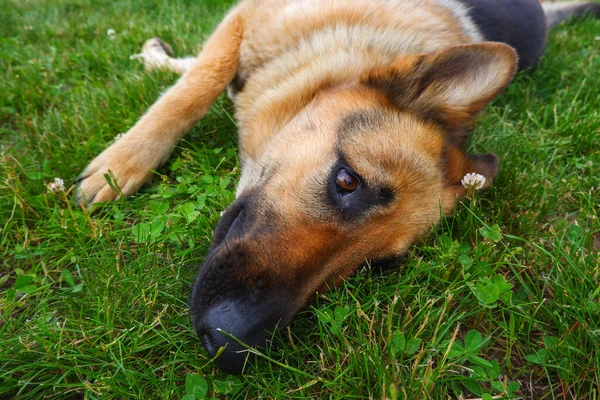 Alman Çoban Köpeği Otların Üzerinde Dinleniyor Köpek Yazın Çimlerin Üzerinde — Stok fotoğraf