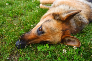 Alman çoban köpeği otların üzerinde dinleniyor. Köpek yazın çimlerin üzerinde rahatça uzanıyor..