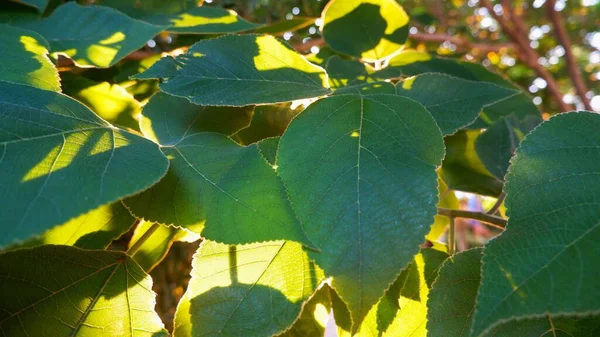 緑の葉からの背景 春の茂みの緑の葉のクローズアップ写真 — ストック写真