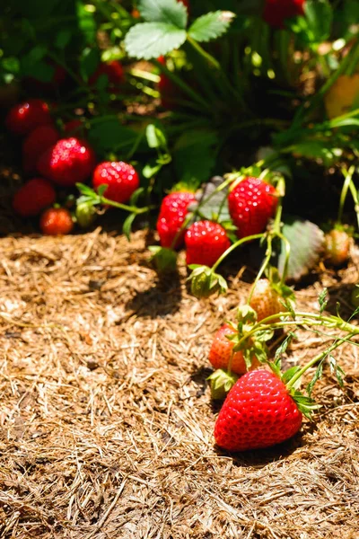Fresas Rojas Maduras Jugosas Jardín Comida Ecológica Arbusto Fresa Con —  Fotos de Stock