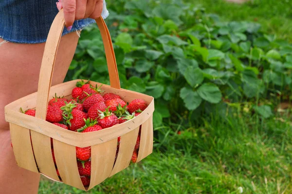 收获有机草莓 一个穿着牛仔短裤的女人手里拿着一篮子成熟的草莓 背靠着一个种满成熟浆果的蔬菜园 — 图库照片