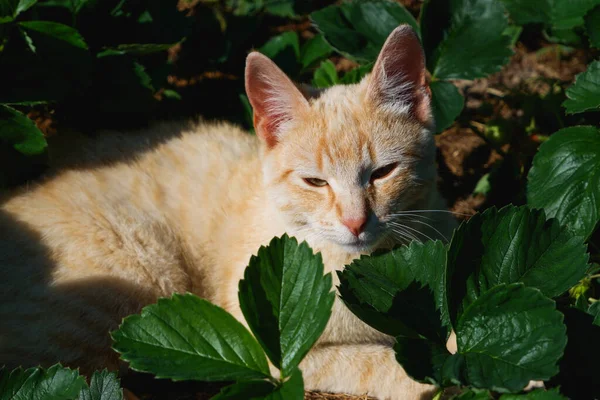 Імбирний Кошеня Відпочиває Серед Кущів Полуниці — стокове фото