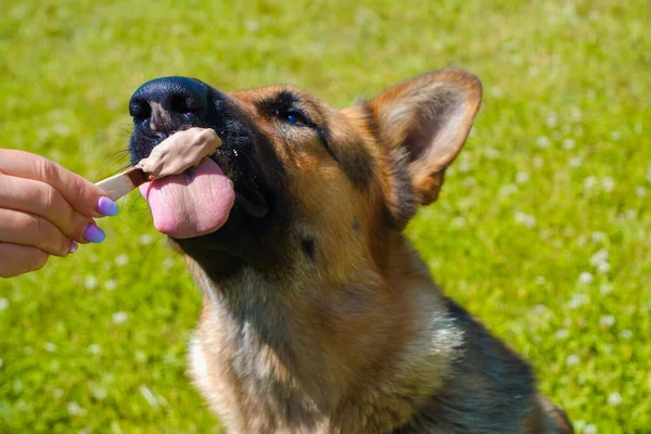 犬はアイスクリームを食べる ドイツの羊飼い犬クリックポプシクル上の棒で緑の草の背景 — ストック写真