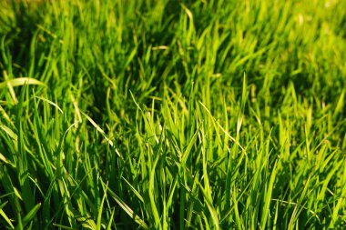 Gün batımında biçilmemiş yeşil bahar çimleri. Yeşil doğal arkaplan