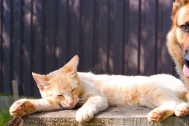Tembel bir kedi, büyük bir kütüğün üzerindeki bir yaz bahçesinin gölgesinde dinleniyor ve arkasında ne tür bir sürprizin olduğunu bilmiyor..