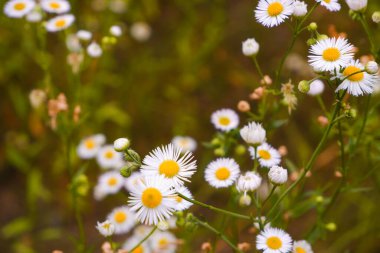 Yazın kırsal alan. Beyaz papatyalar. Yeşil bir tarlada çiçekler.