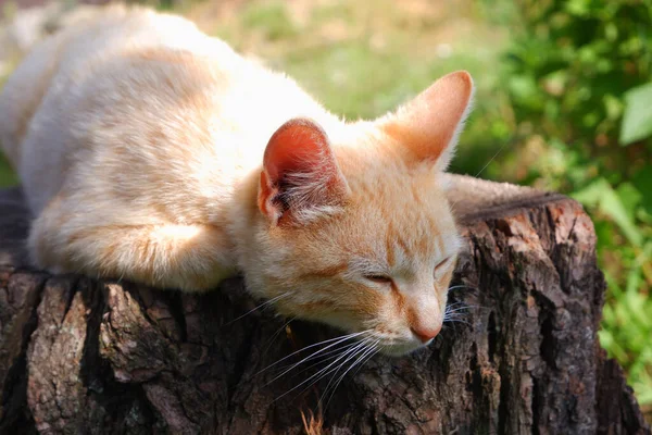 Імбирний Кіт Відпочиває Тіні Літнього Саду Великому Дерев Яному Пні — стокове фото