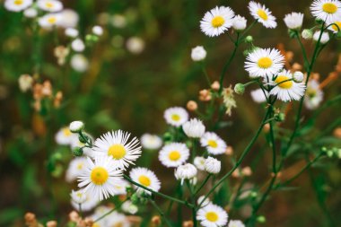 Yazın kırsal alan. Beyaz papatyalar. Yeşil bir tarlada çiçekler.