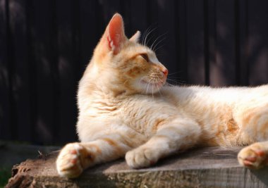 Kızıl bir kedi, büyük bir ağaç kütüğünün üzerindeki bir yaz bahçesinin gölgesinde dinleniyor. Tembel kedi..