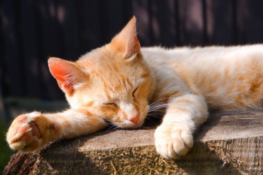 Kızıl bir kedi, büyük bir ağaç kütüğünün üzerindeki bir yaz bahçesinin gölgesinde dinleniyor. Tembel kedi..