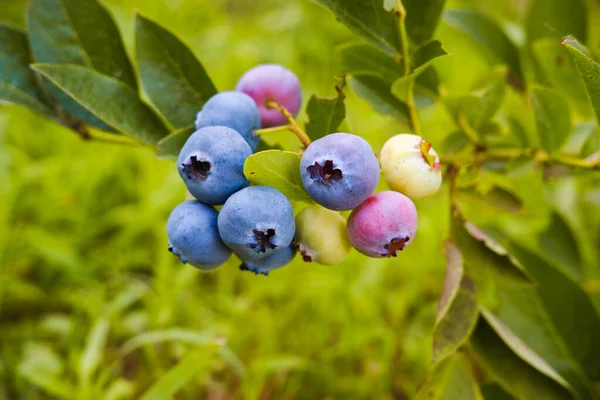 Blueberry Cluster Bush Closeup Northern Highbush Blueberry — Stock Photo, Image