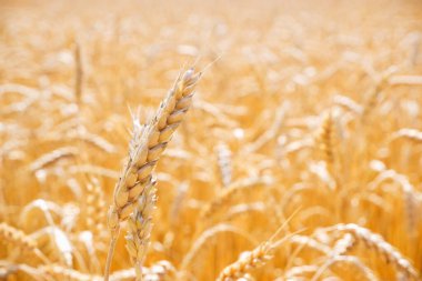 Buğday kulaklı altın sarısı arka plan. Hasat mevsiminde güneş ışığıyla buğday tarlasını kapatın.