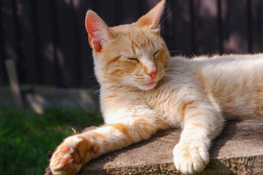 Kızıl bir kedi, büyük bir ağaç kütüğünün üzerindeki bir yaz bahçesinin gölgesinde dinleniyor. Tembel kedi..