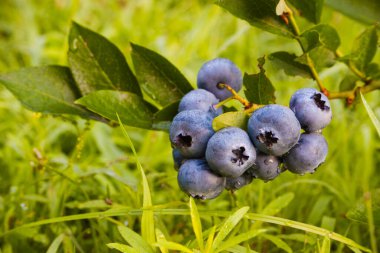 Bahçıvanlık. Yeşil bir çalılıkta mavi olgun yaban mersini.