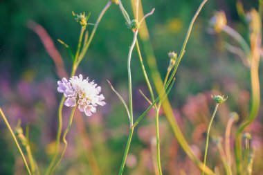 Çayır otlarının çiçek açması. Günbatımının ışınlarında çok renkli çiçekler.