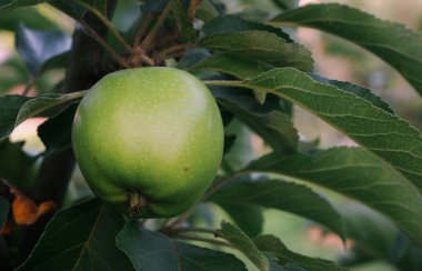 Yeşil yapraklı bir arka planda, olgunlaşmamış bir elma..