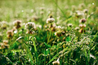 Beyaz yonca çiçekli yeşil çimenler. Çimenler sabah çiğ taneleriyle kaplıdır.