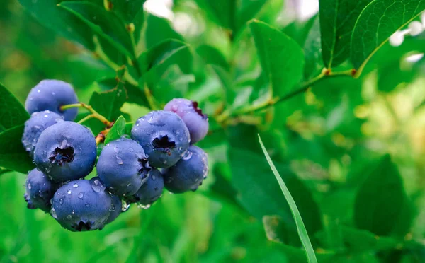 Gardening Blue Ripe Blueberries Green Bush — Stock Photo, Image