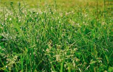 Beyaz yonca çiçekli yeşil çimenler. Çimenler sabah çiğ taneleriyle kaplıdır.