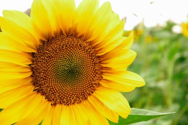 Ayçiçeği tarlada, arka planda gökyüzünün arka planında.