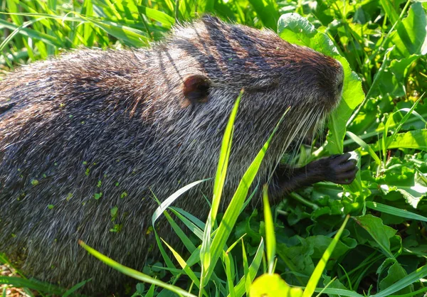 Vahşi su cevizi coypu bataklık gölünün kıyısında yeşil ot yer. Nutria nehir kenarında yiyecek arıyor.